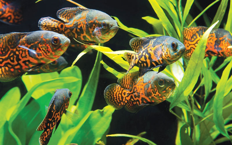 Aquarium-1