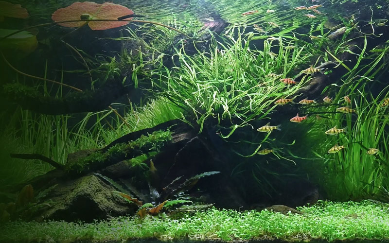 Aquarium