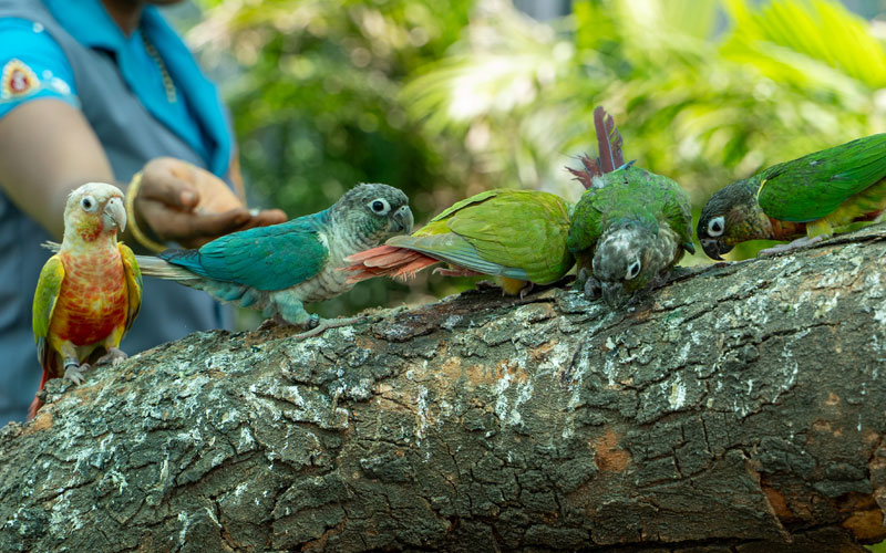 Birds-2