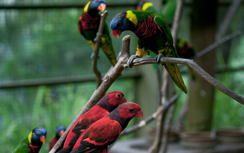 Birds-3