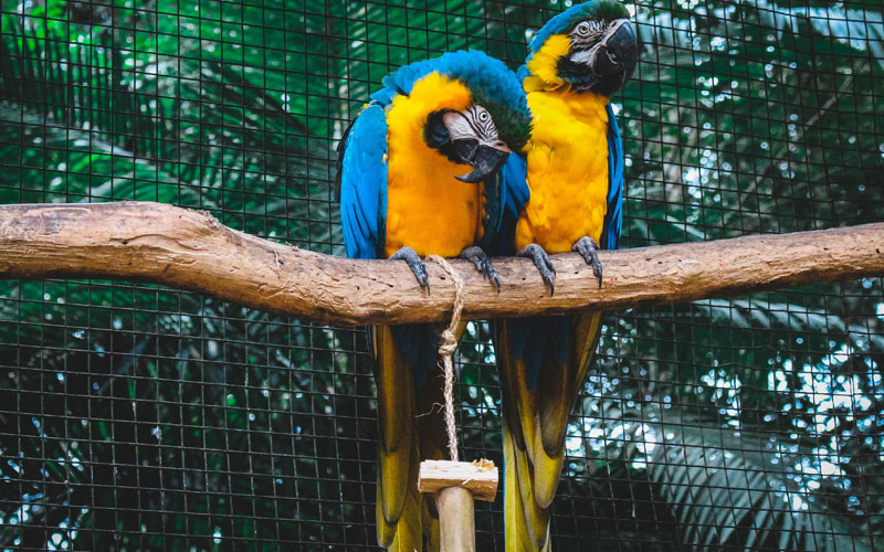 Birds