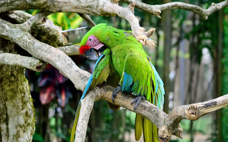 Birds1